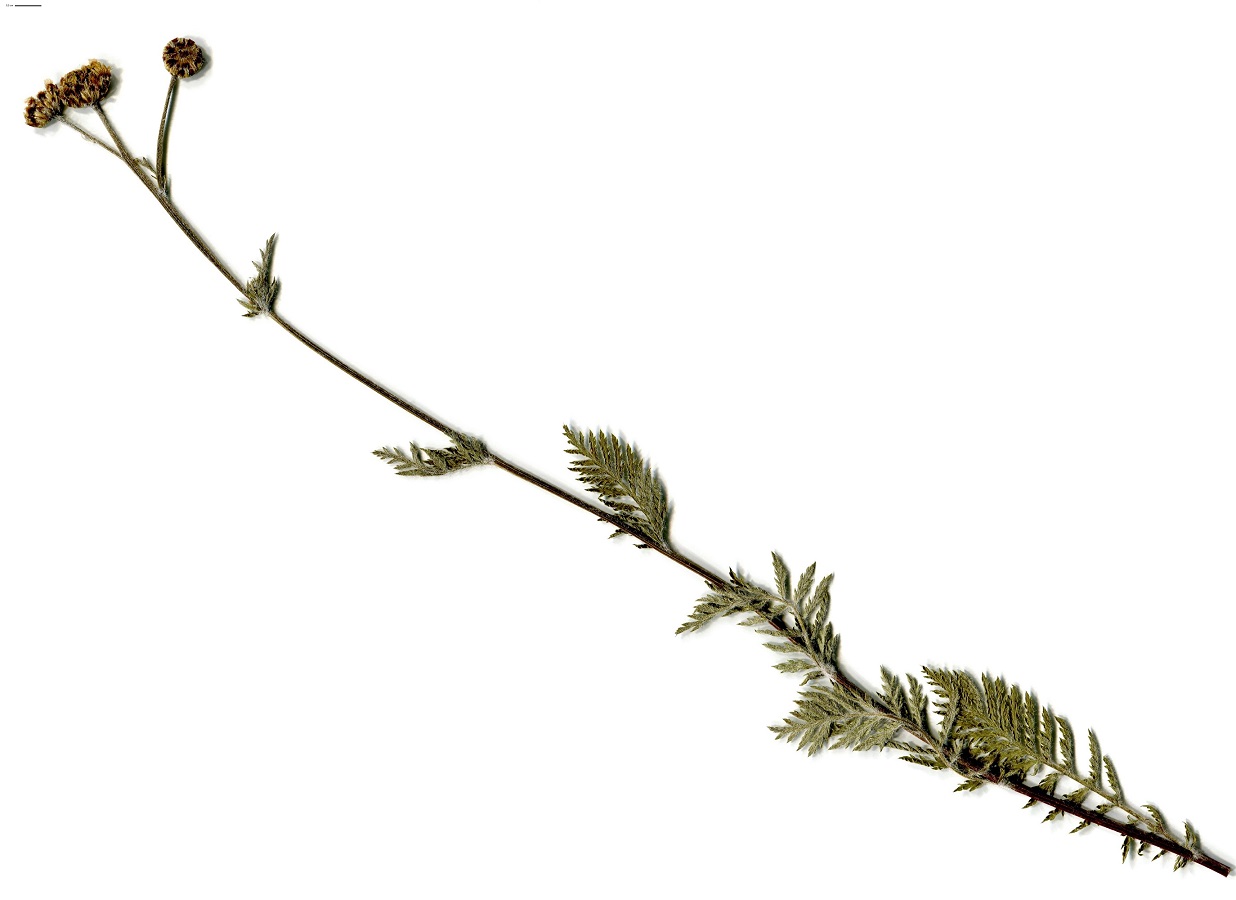 Tanacetum corymbosum (Asteraceae)